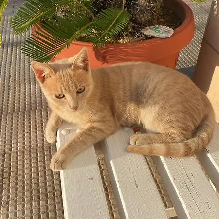 Il Giardino Stellato *